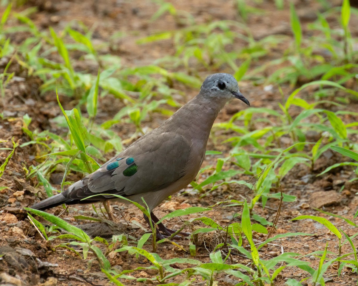 Emerald-spotted Wood-Dove - ML195870031