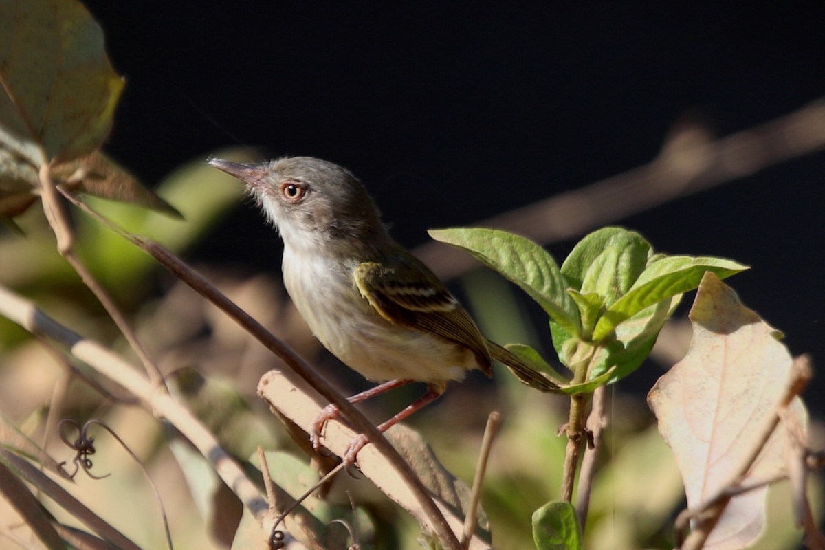 Pearly-vented Tody-Tyrant - ML195871811
