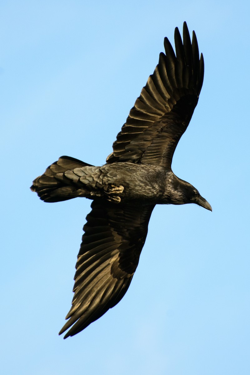 Common Raven - Vicki St Germaine
