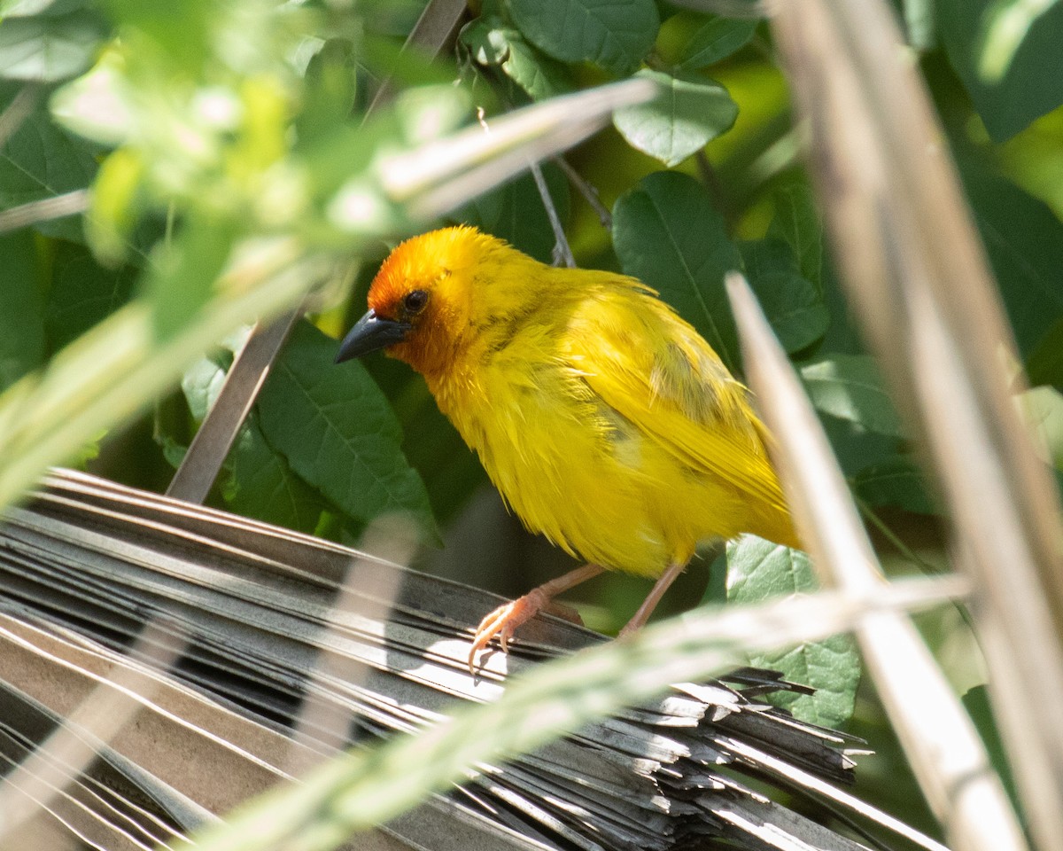 Southern Brown-throated Weaver - Dixie Sommers