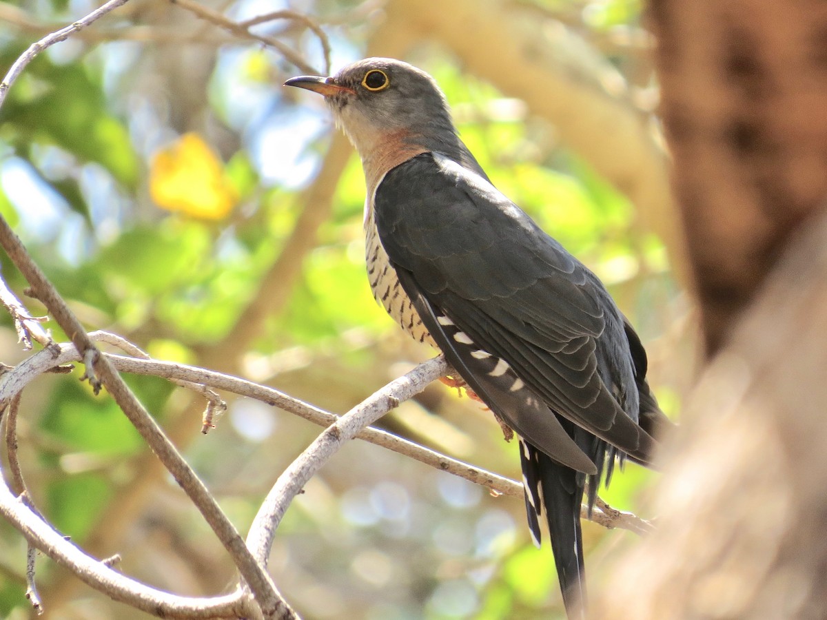 Red-chested Cuckoo - ML195874001