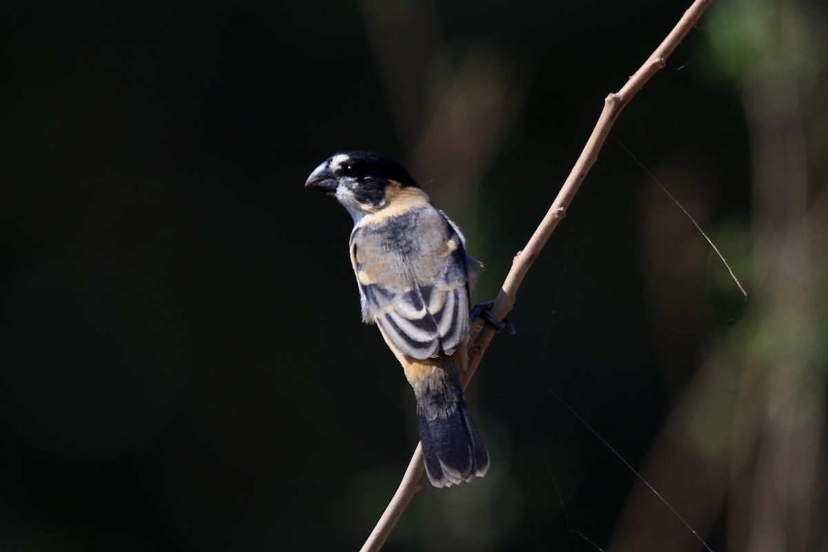 Rusty-collared Seedeater - ML195874601