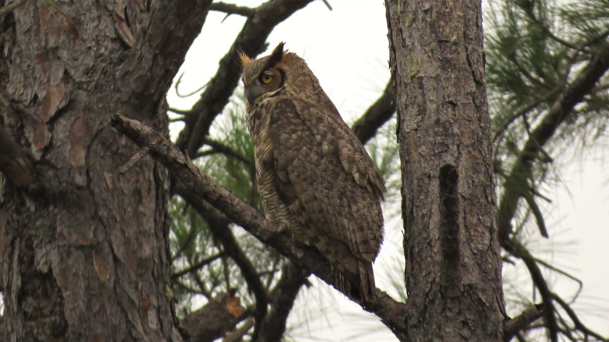 Great Horned Owl - ML195875311