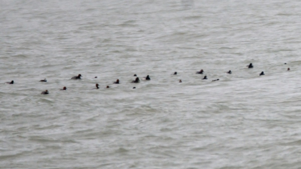 Greater/Lesser Scaup - ML195881121
