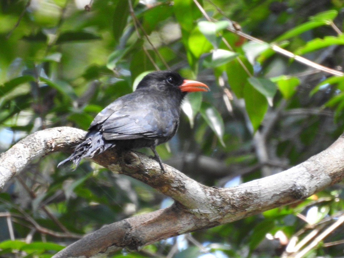 Black-fronted Nunbird - Josué Peña - Jota Travels - Birding Tour