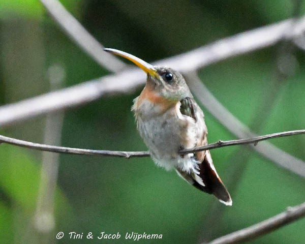 Rufous-breasted Hermit - ML195885421