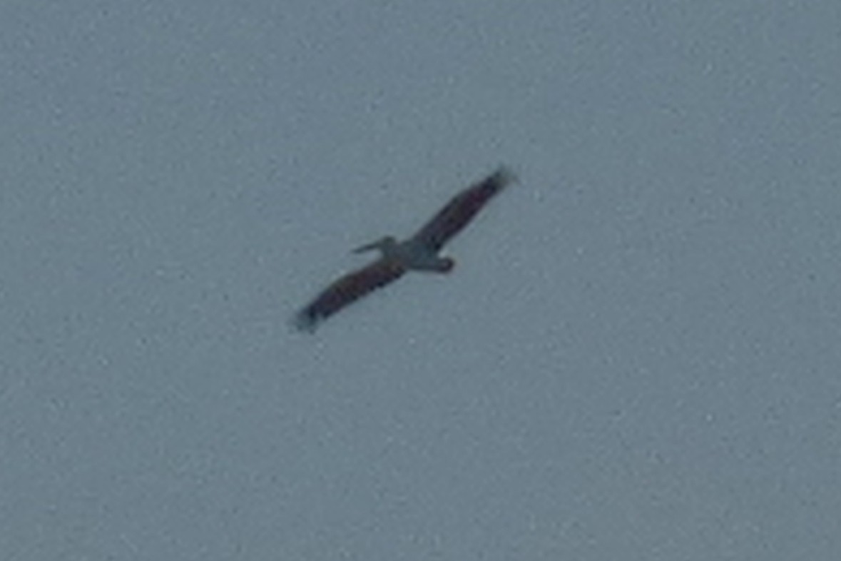 Spot-billed Pelican - ML195891741
