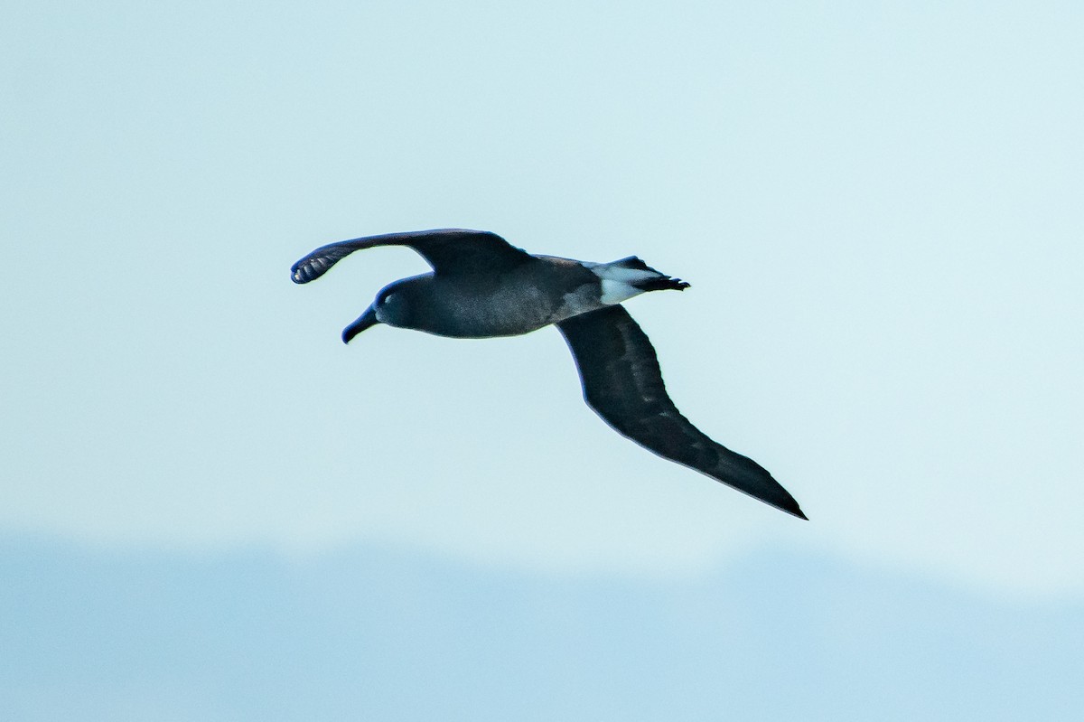 Albatros à pieds noirs - ML195894671