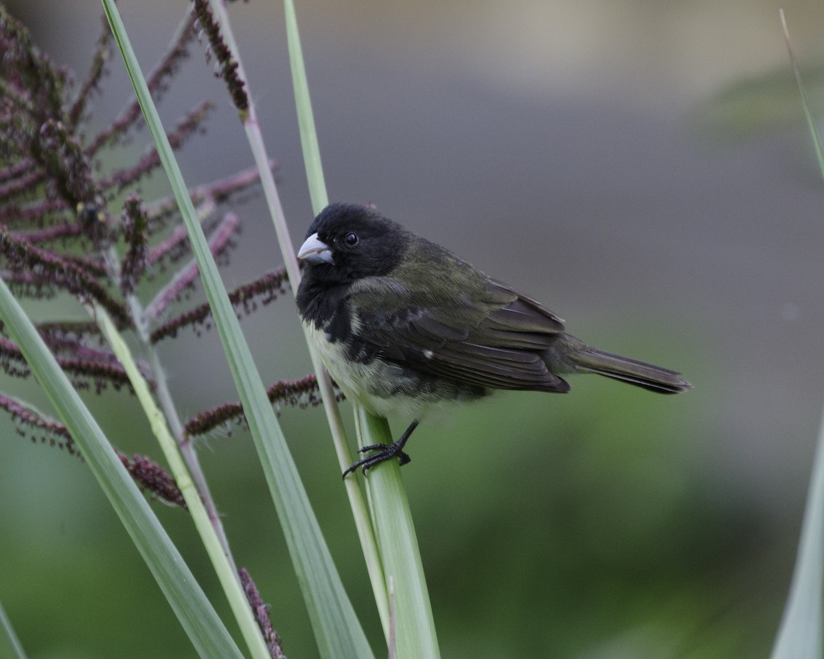 Yellow-bellied Seedeater - ML195896381