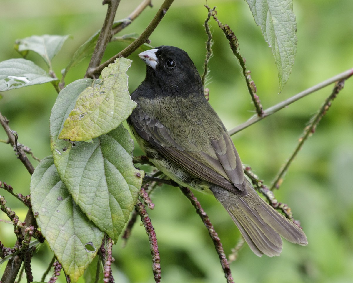 Yellow-bellied Seedeater - ML195896401