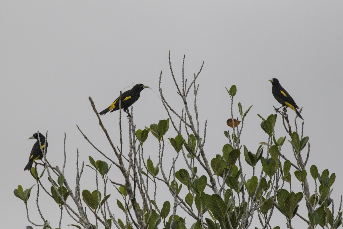 Yellow-rumped Cacique - ML195898331