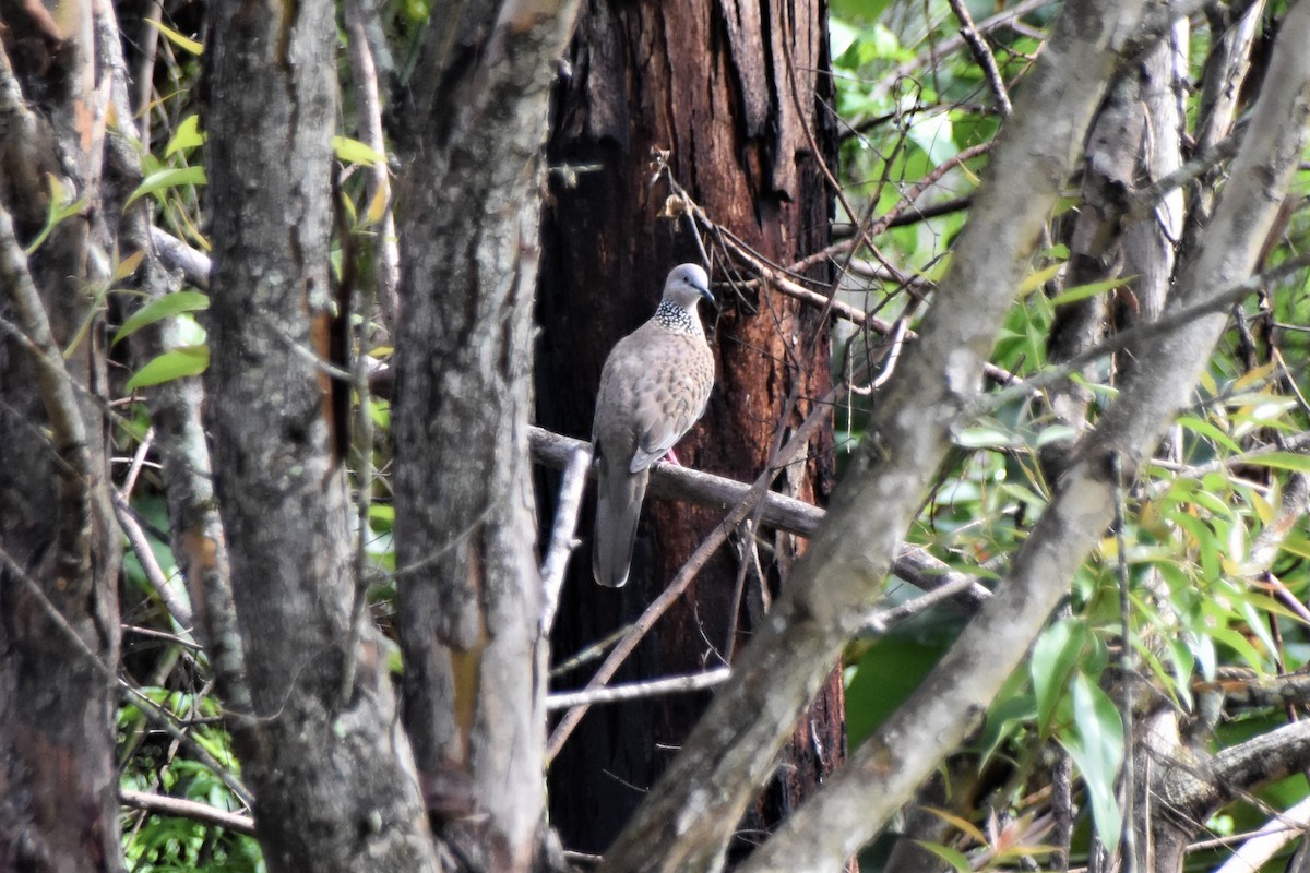 Spotted Dove - ML195901801