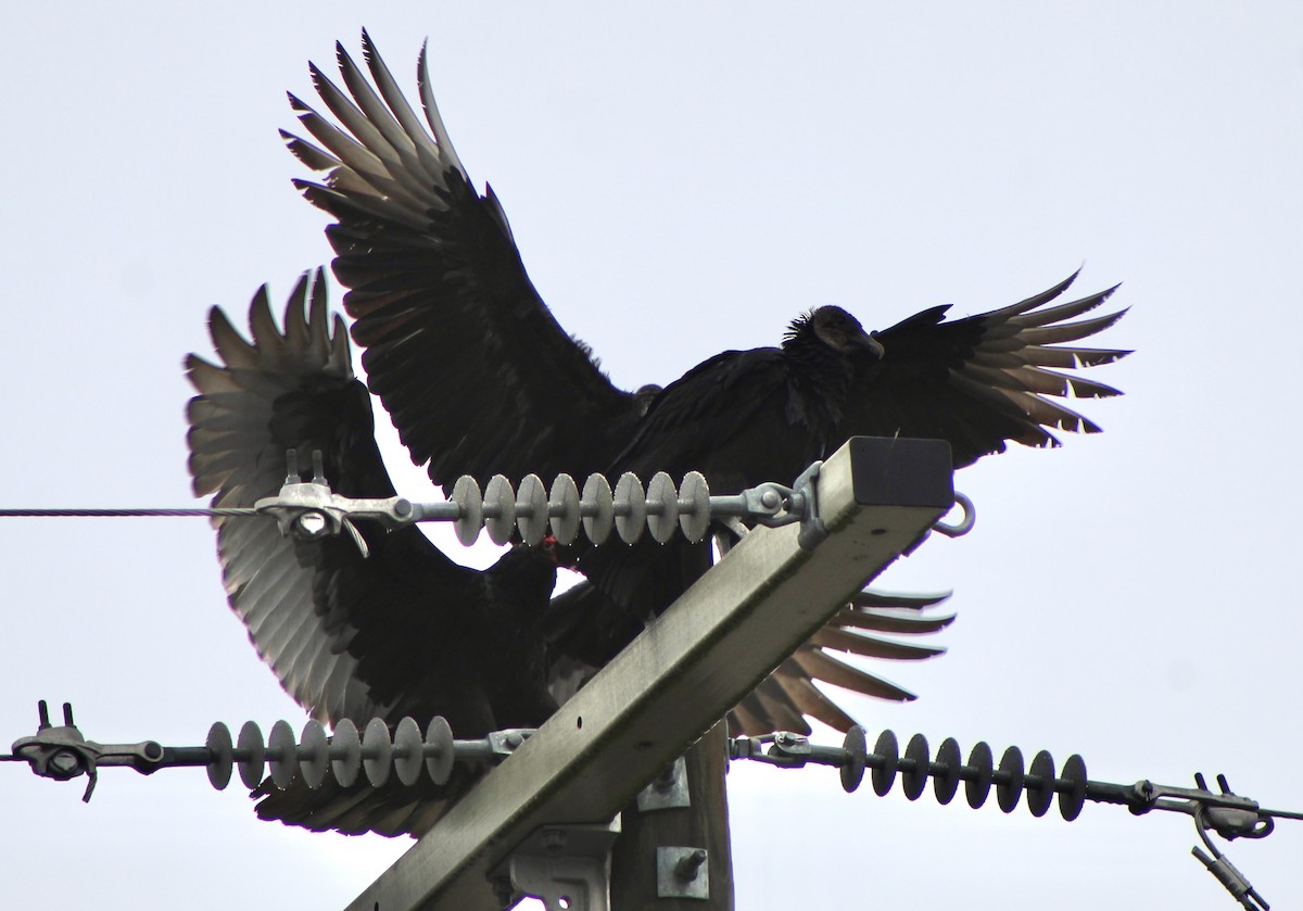 Black Vulture - ML195903671