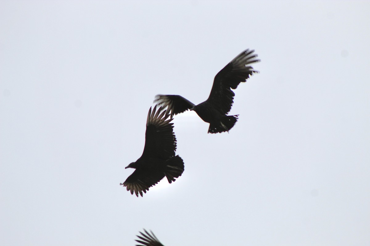 Black Vulture - ML195903681