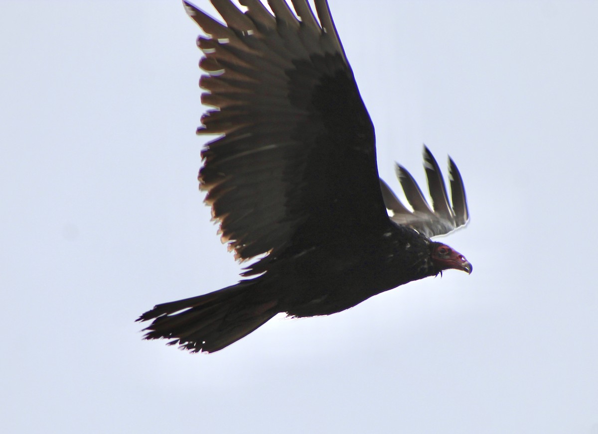 Turkey Vulture - ML195903721