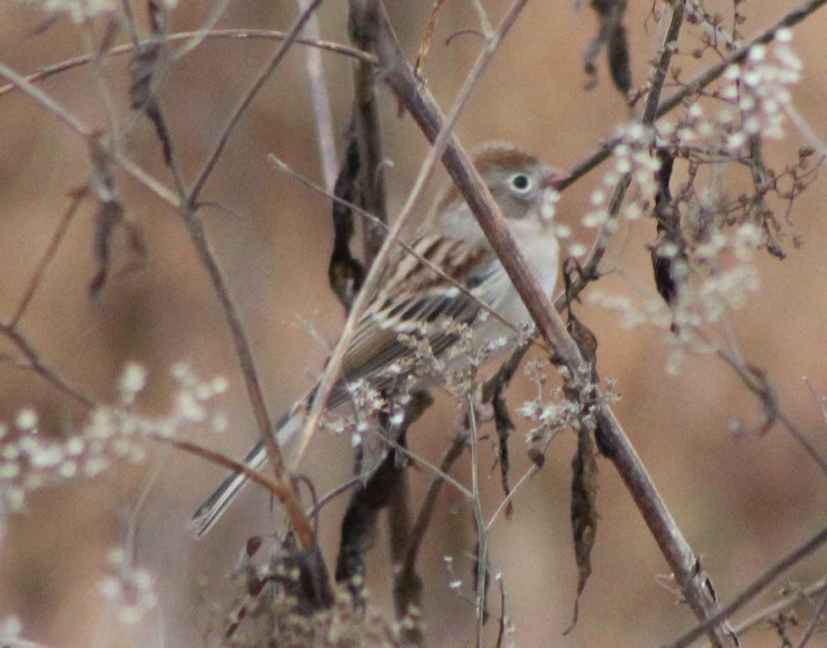 Field Sparrow - ML195904381