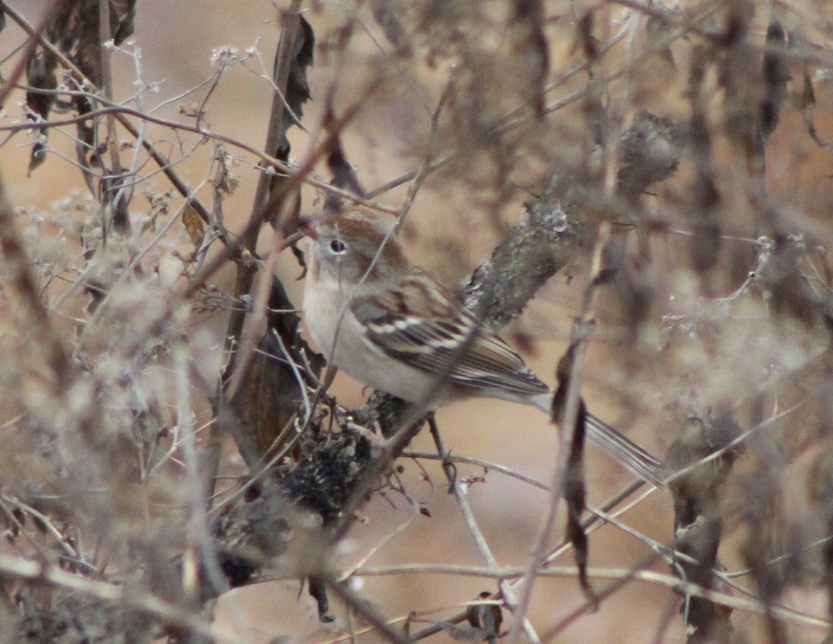 Field Sparrow - ML195904391