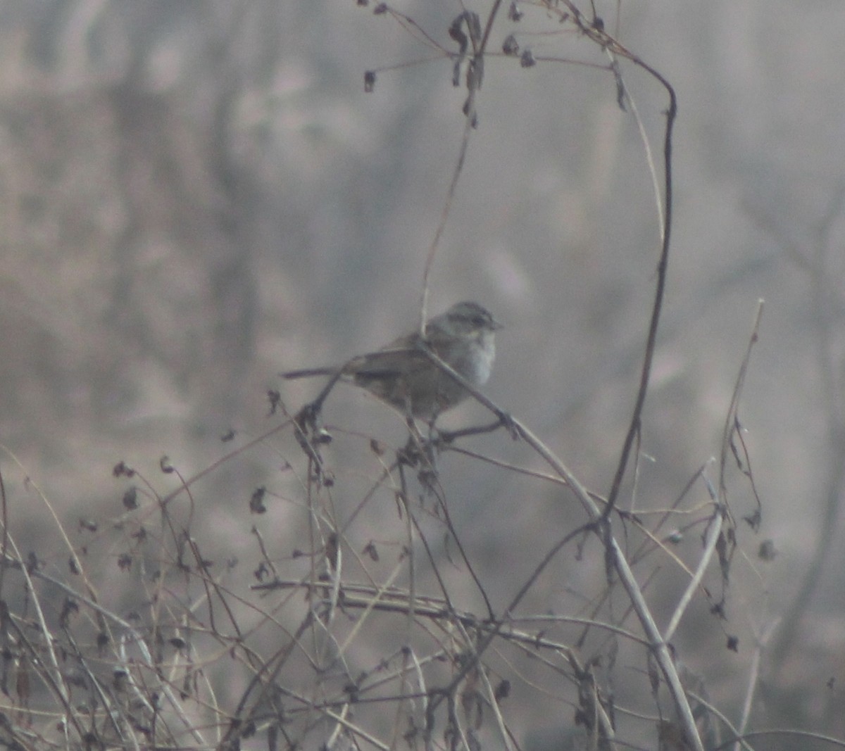 Swamp Sparrow - ML195904501