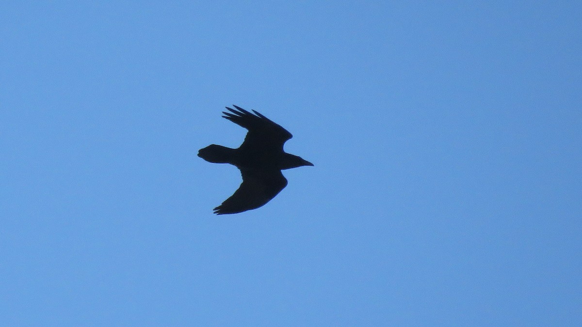 Common Raven - ML195904671
