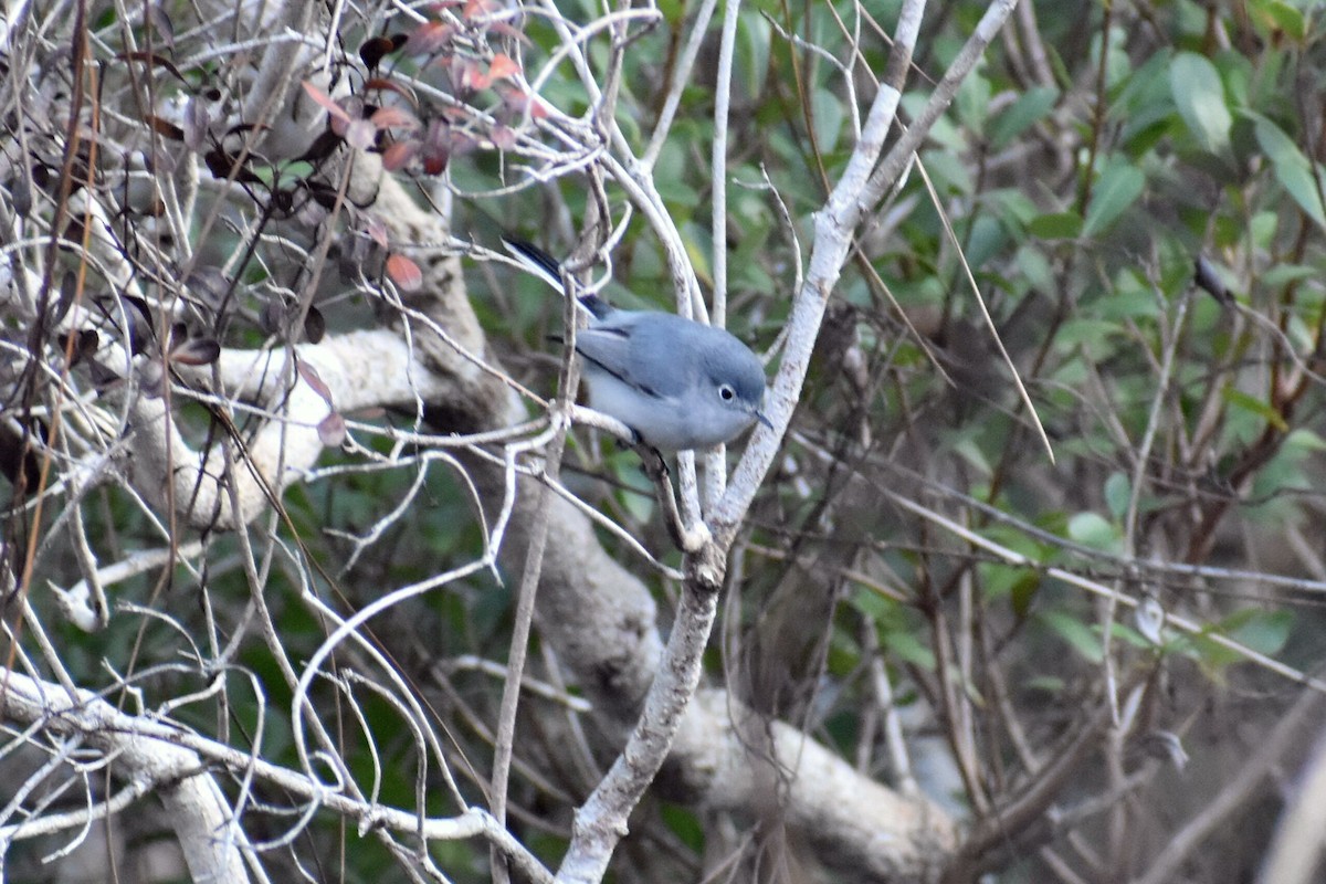 Blue-gray Gnatcatcher - ML195905501