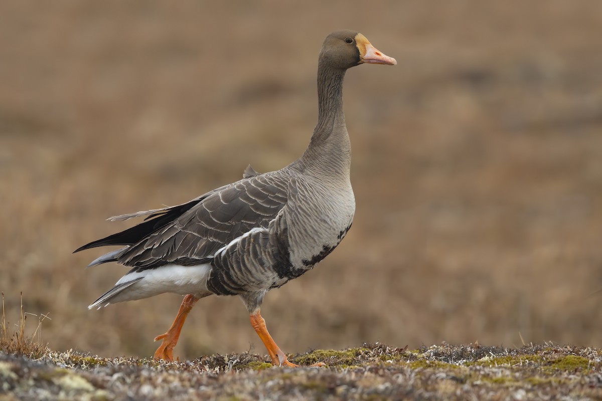 Greater White-fronted Goose - ML195907361