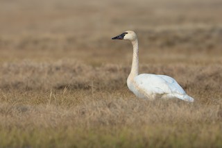 Tundra Swan, ML195907441