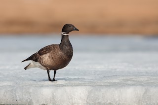 Brant, ML195907511