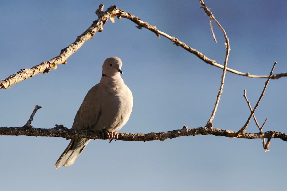 Eurasian Collared-Dove - ML195907661