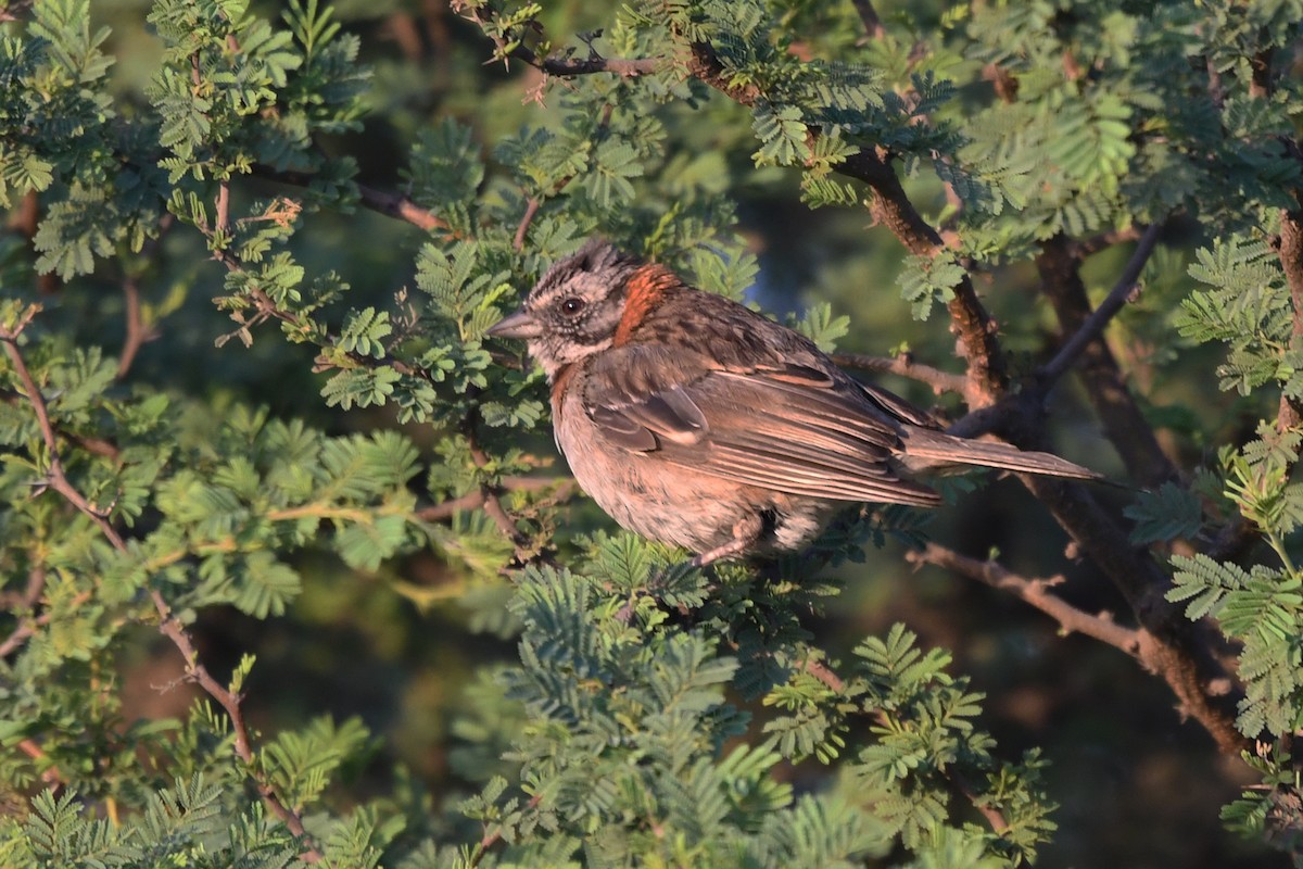 Rufous-collared Sparrow - Marie O'Neill