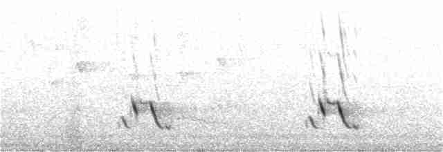stripediamantfugl (striatus) - ML195920081