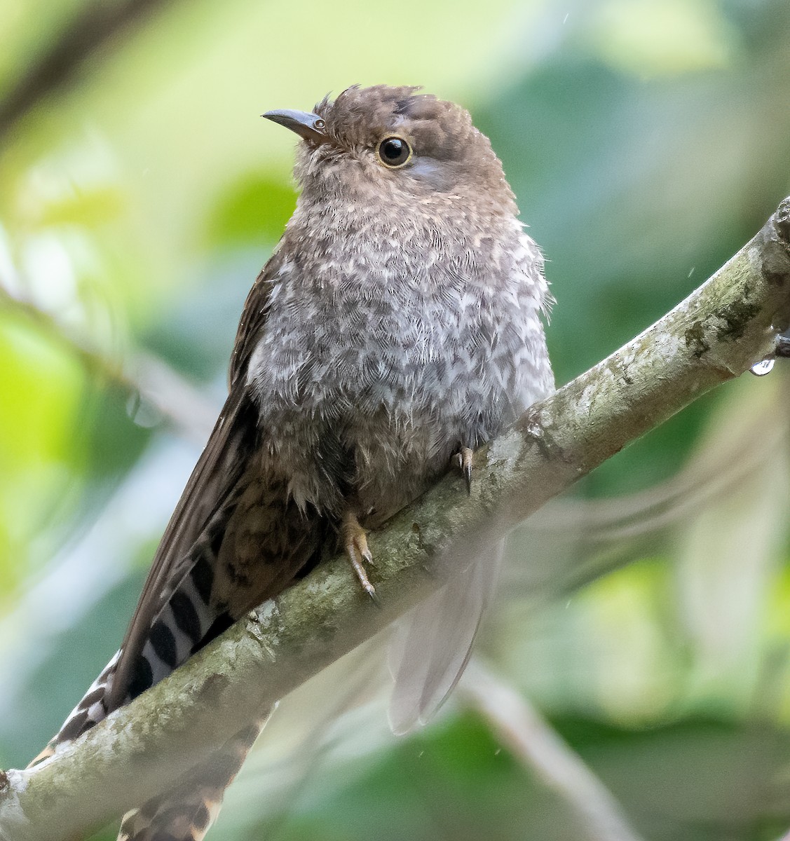 Fan-tailed Cuckoo - ML195922191