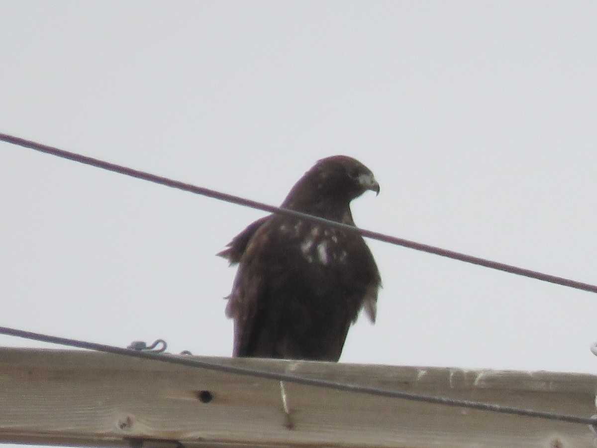 Red-tailed Hawk (Harlan's) - ML195922251
