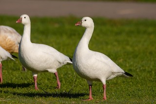 Ross's Goose, ML195922971