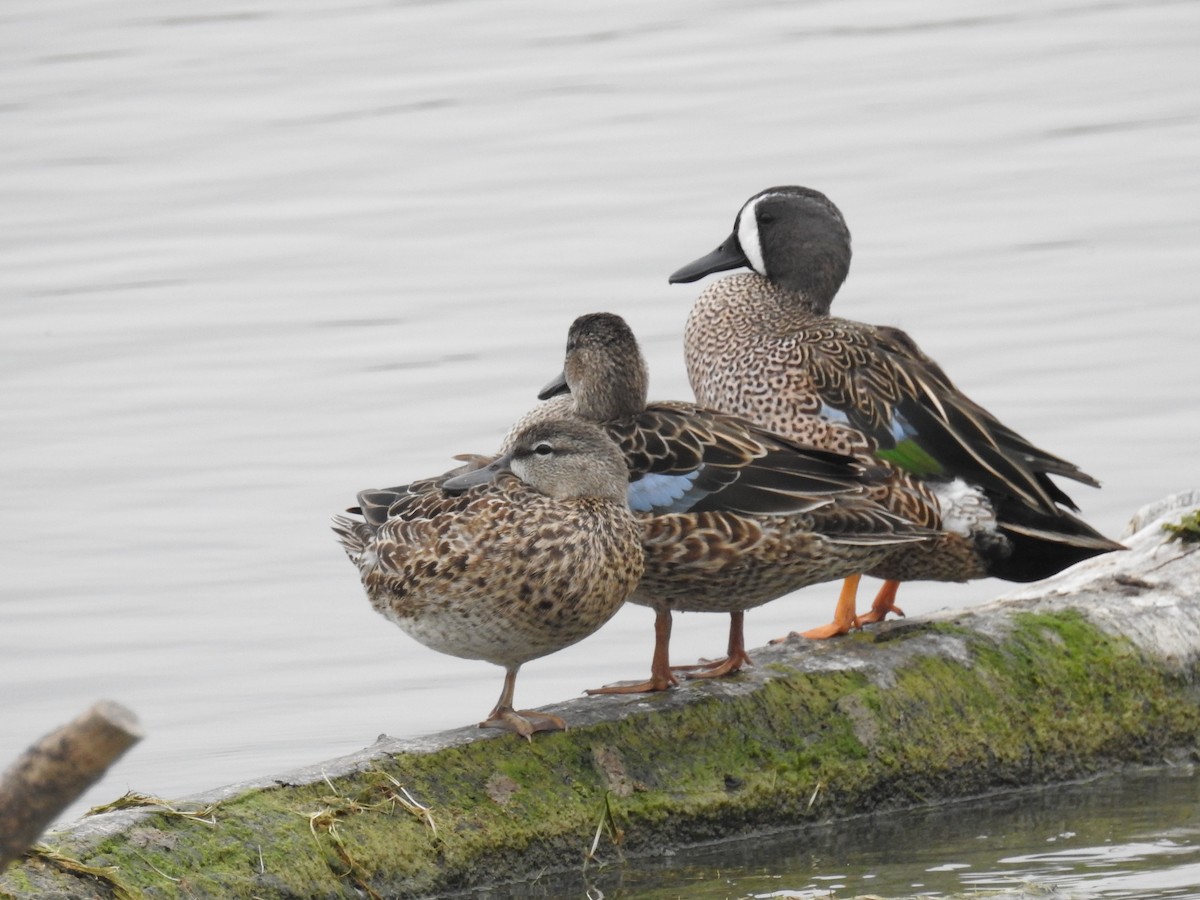 Blue-winged Teal - ML195923041