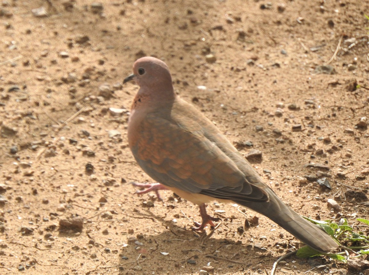 Laughing Dove - Manuel Ribeiro