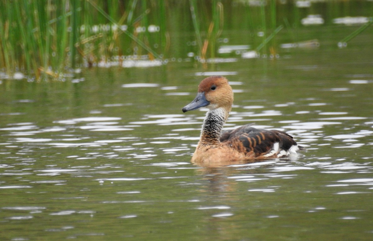 Fulvous Whistling-Duck - ML195923671