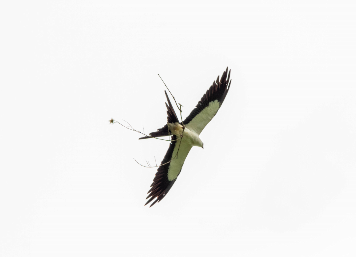 Swallow-tailed Kite - Christiana Fattorelli