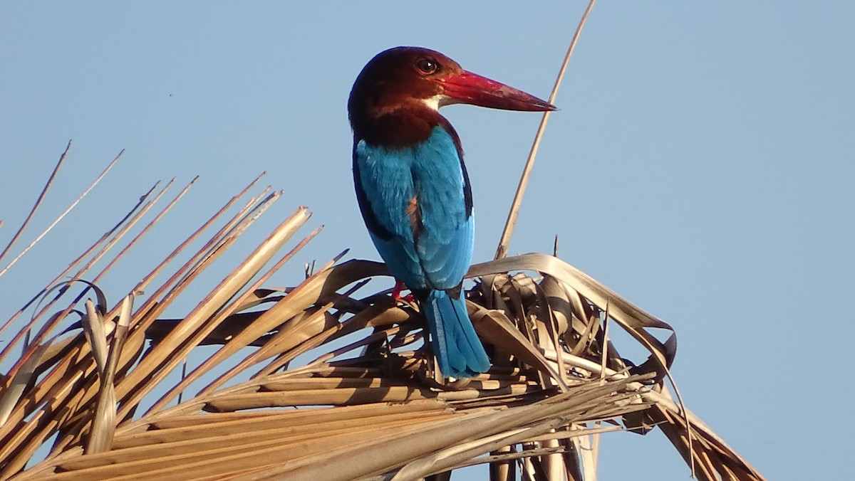 Brown-breasted Kingfisher - ML195931281