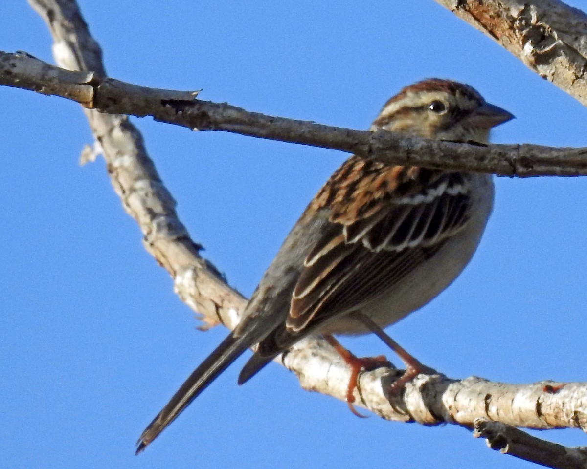 Chipping Sparrow - Danilo Moreno