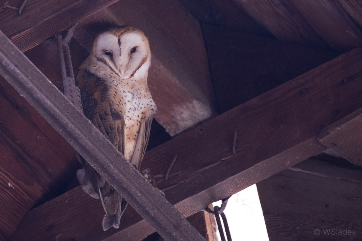 Barn Owl - Wayne Sladek