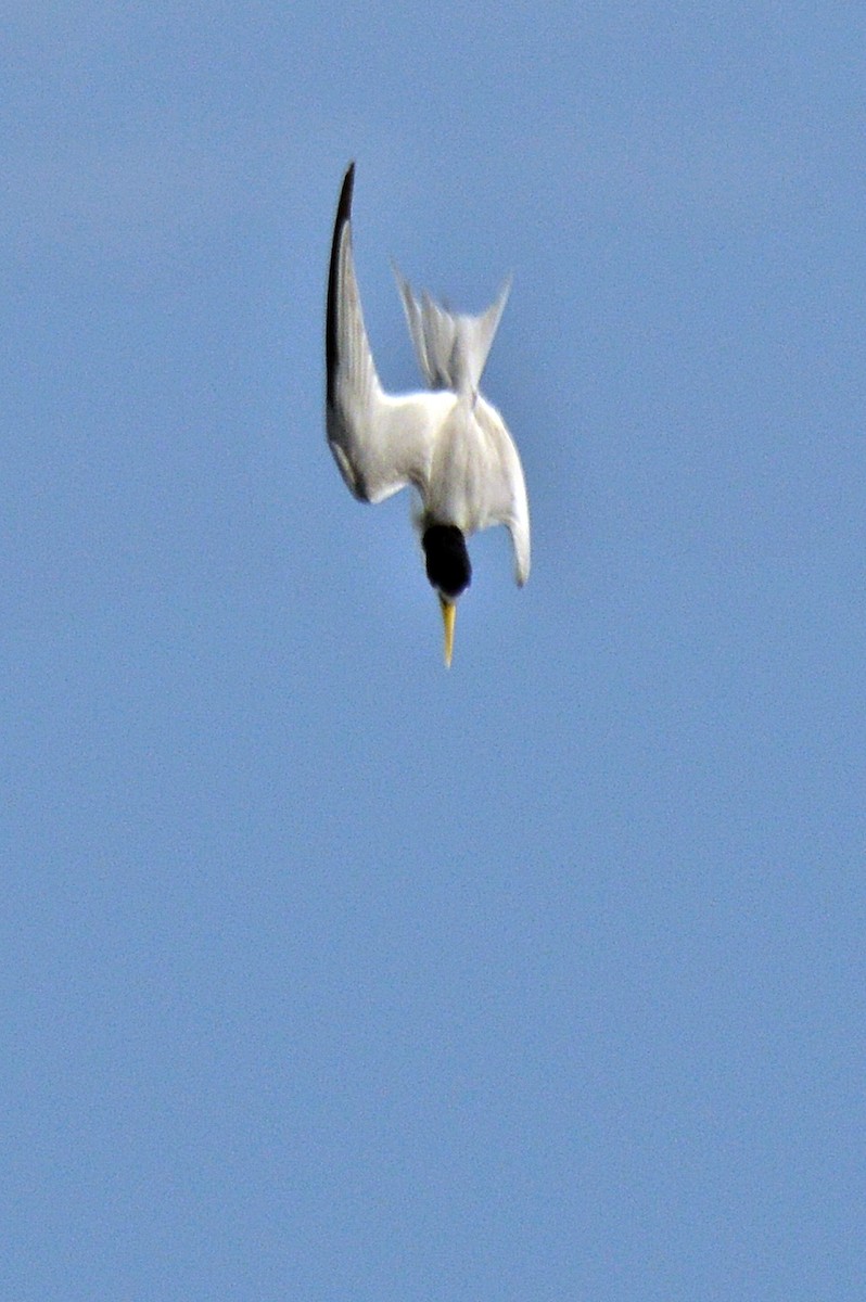 Yellow-billed Tern - Patrícia Hanate