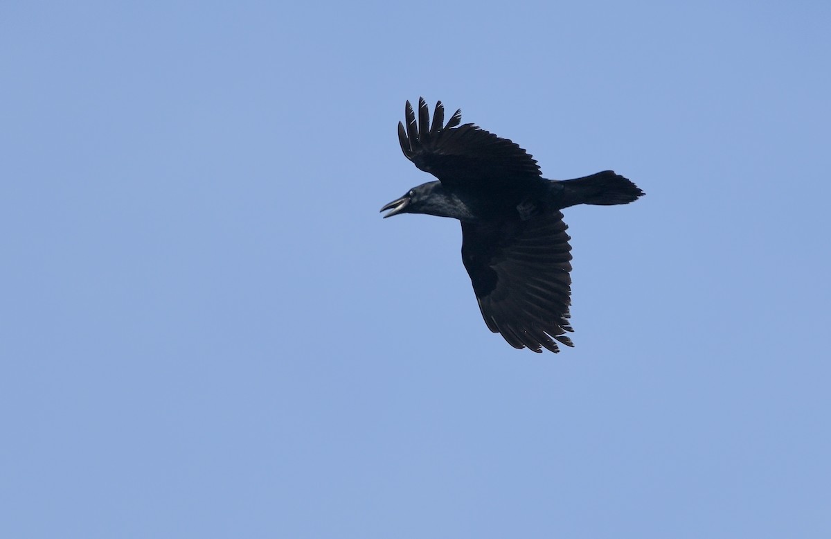 Common Raven - Sean Sime
