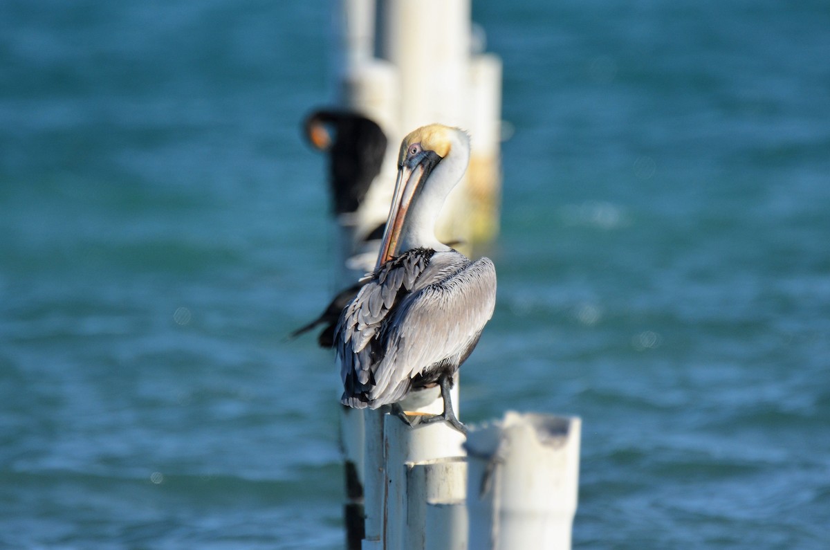 Brown Pelican (Atlantic) - Jeff Sexton
