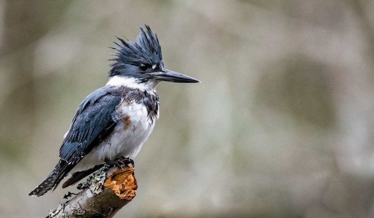 Belted Kingfisher - ML195946851