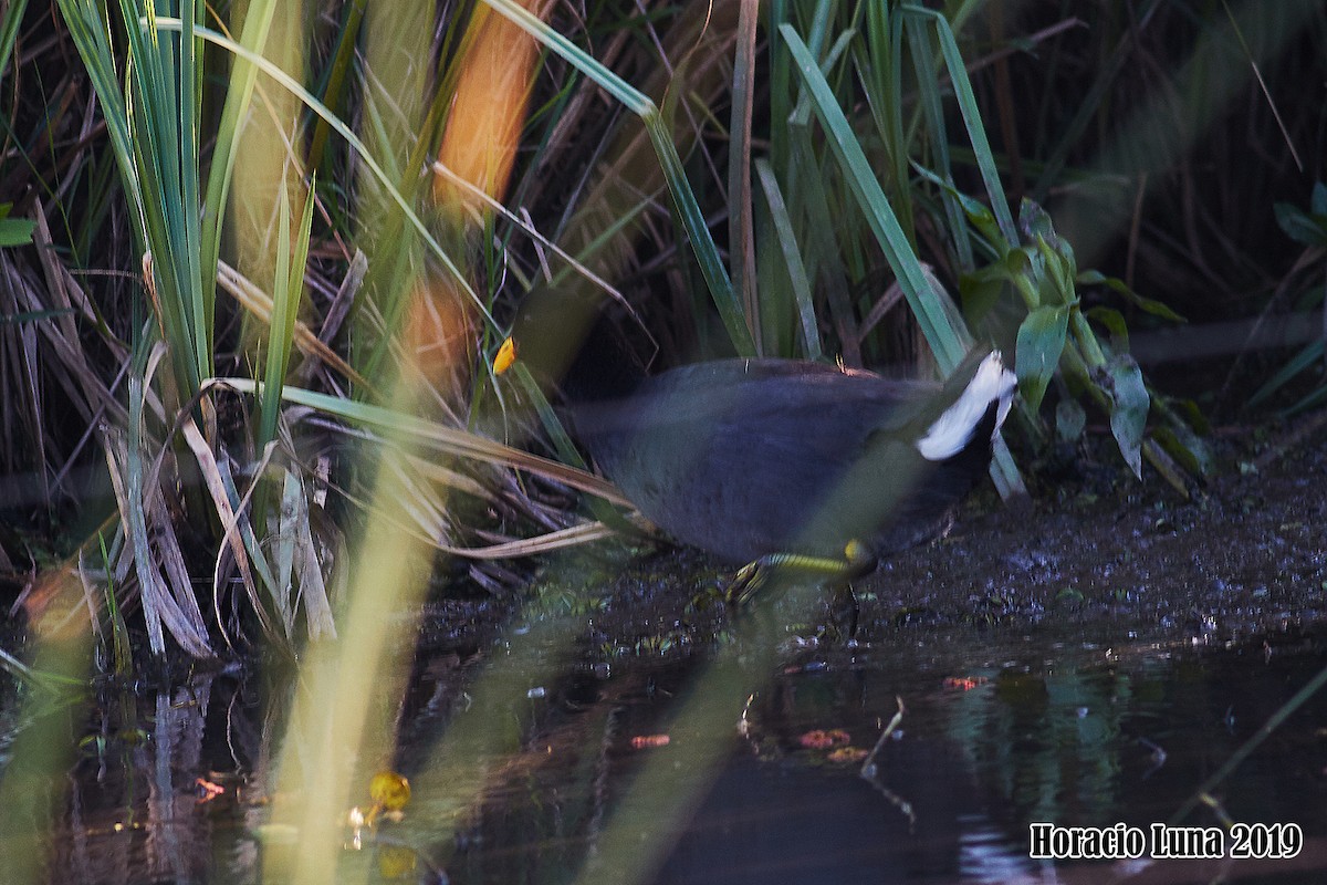 Red-fronted Coot - ML195947231