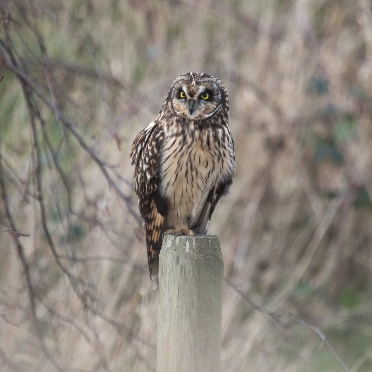 Short-eared Owl - ML195948951