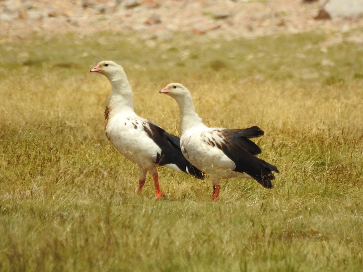 Andean Goose - ML195950531