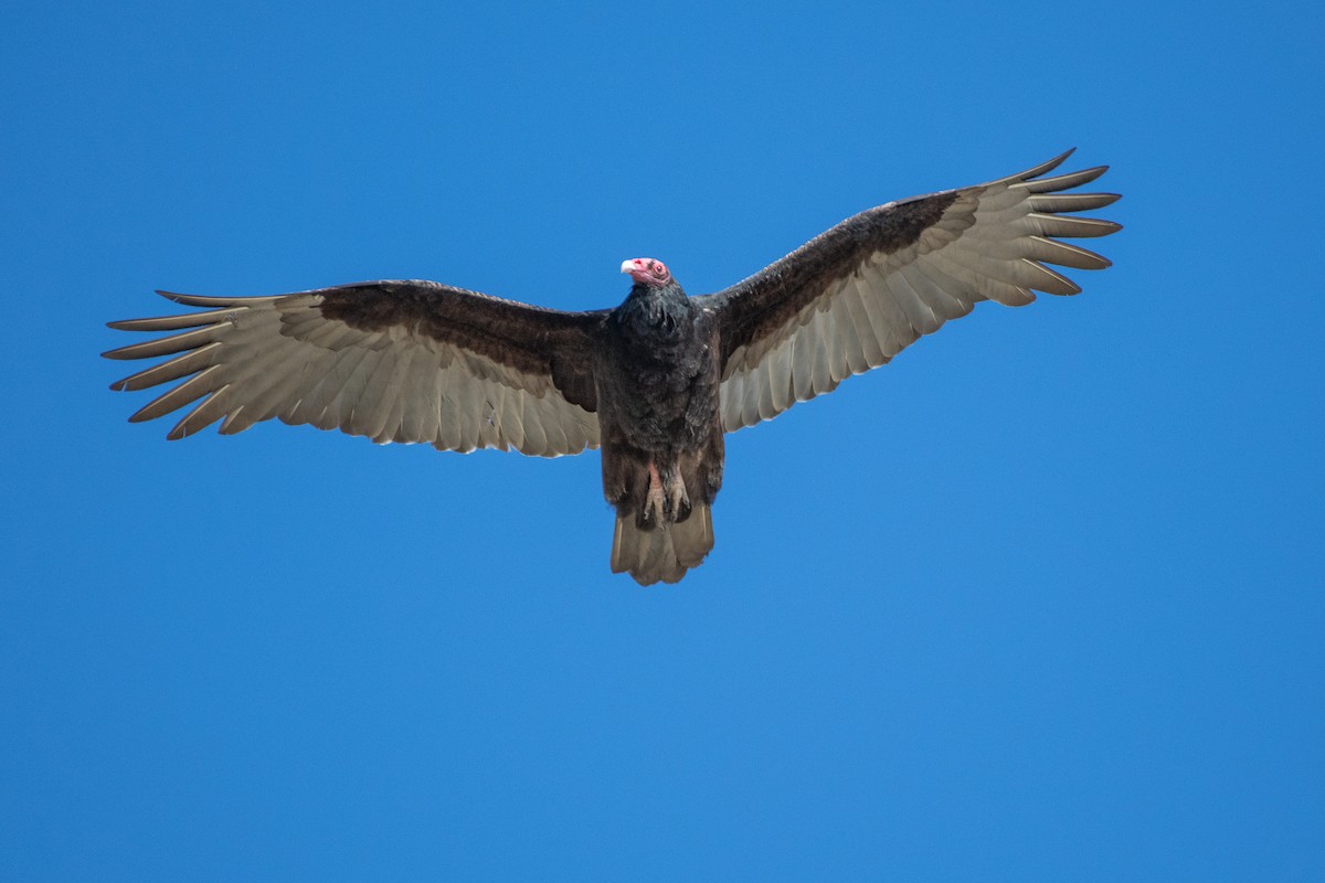 Turkey Vulture - ML195951231