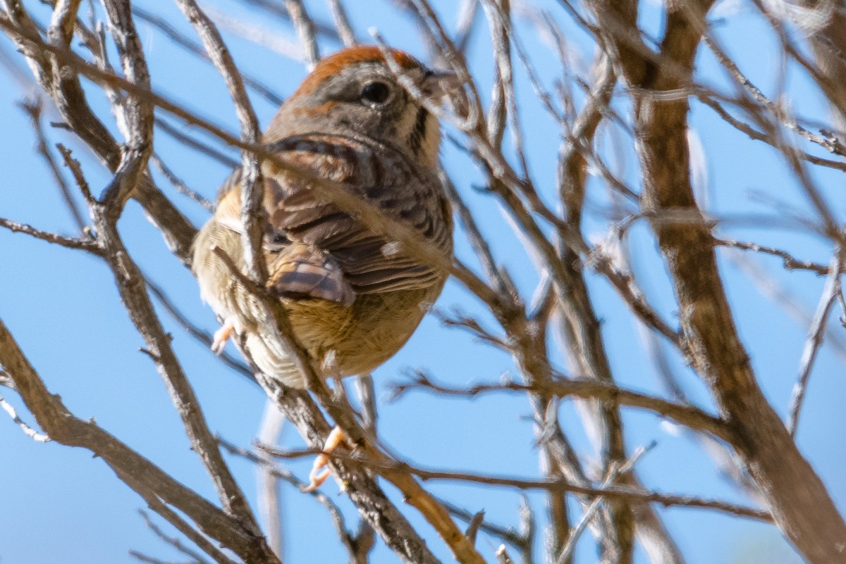 Rufous-crowned Sparrow - James Hoagland