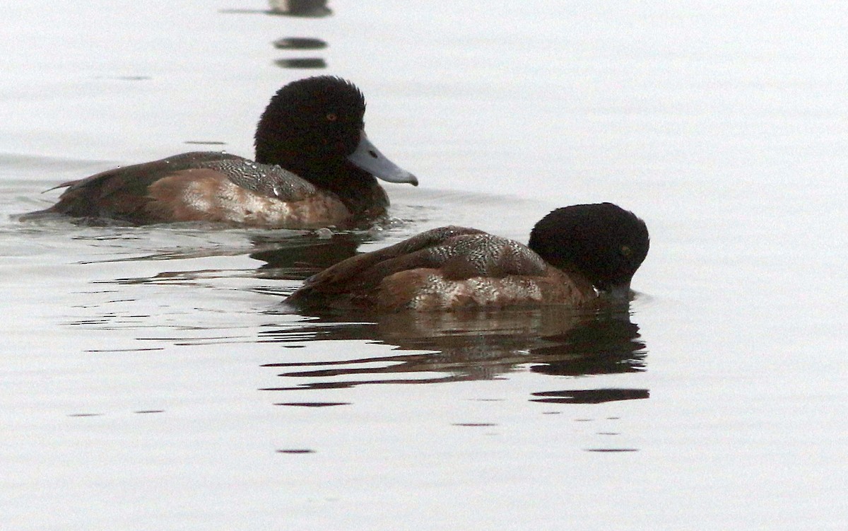Greater Scaup - Gary Leavens